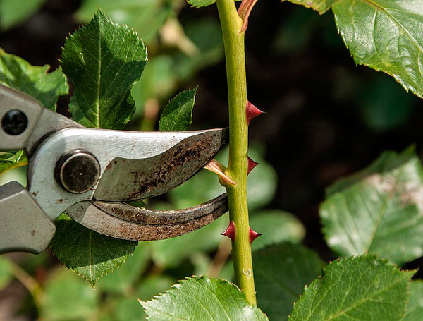 podar las plantas de un jardín