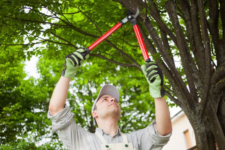 podar árboles en jardines de comunidades